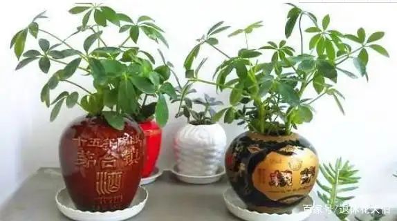 自制大花盆方法及图片