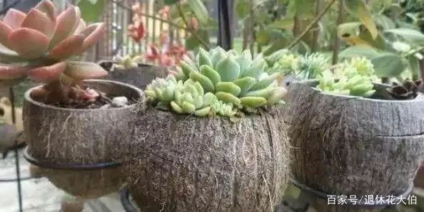 自制大花盆方法及图片