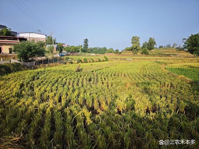 黄华占再生稻种植技术