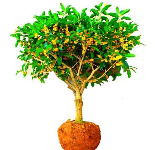 金桂花树种植技术
