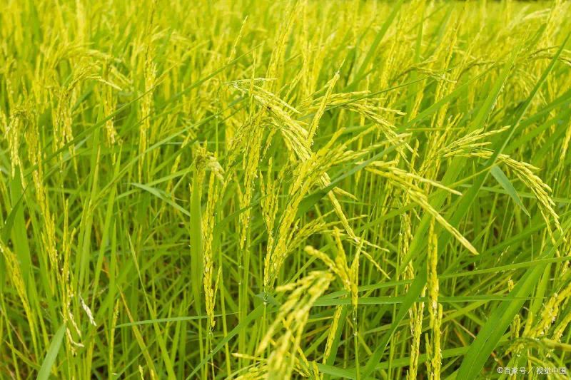 黄华占再生稻种植技术