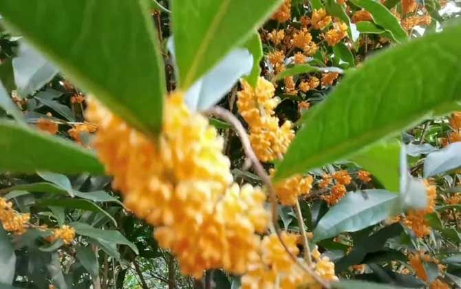 金桂花树种植技术
