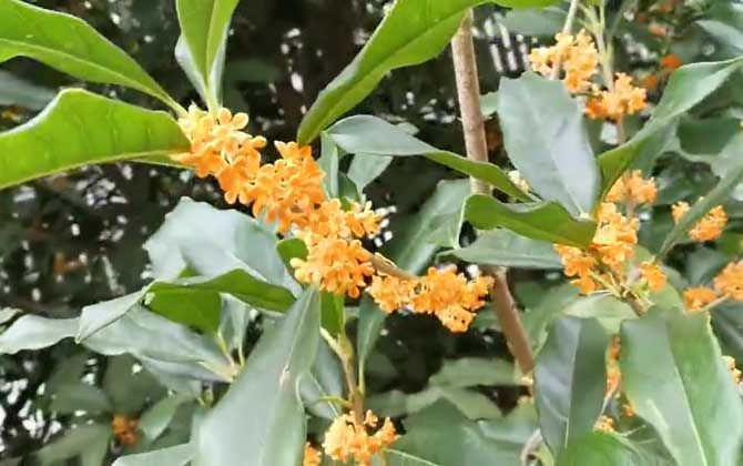 金桂花树种植技术