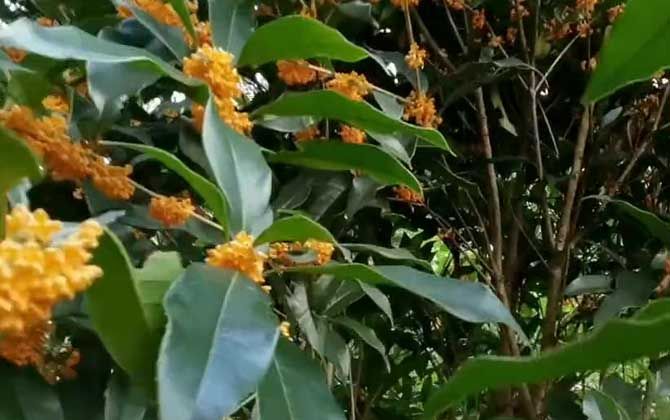 金桂花树种植技术