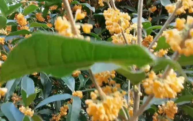 金桂花树种植技术