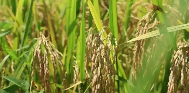 黄华占再生稻种植技术
