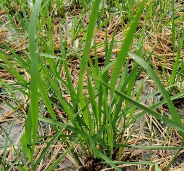 黄华占再生稻种植技术