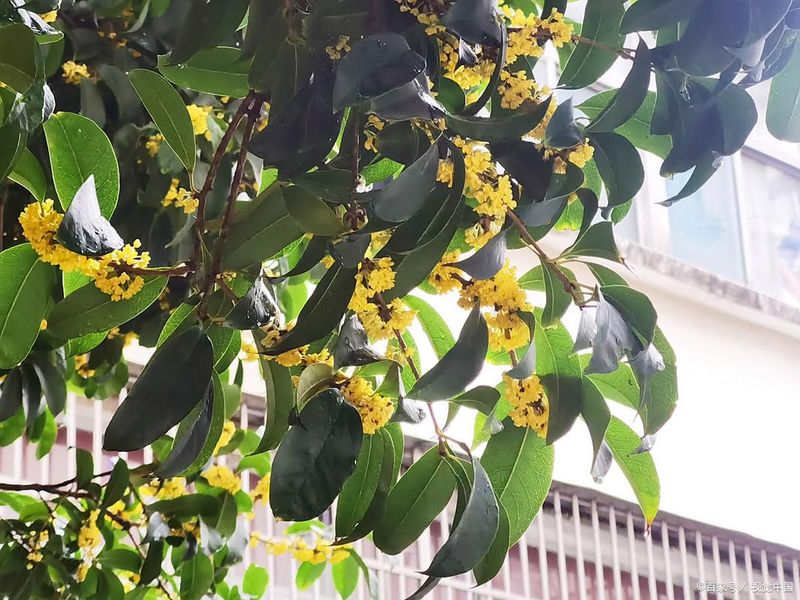 金桂花树种植技术