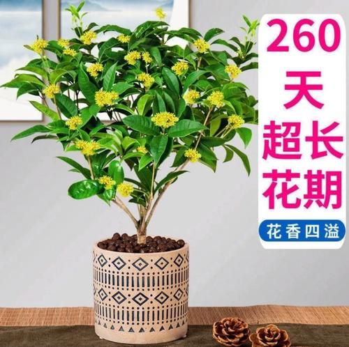 金桂花树种植技术