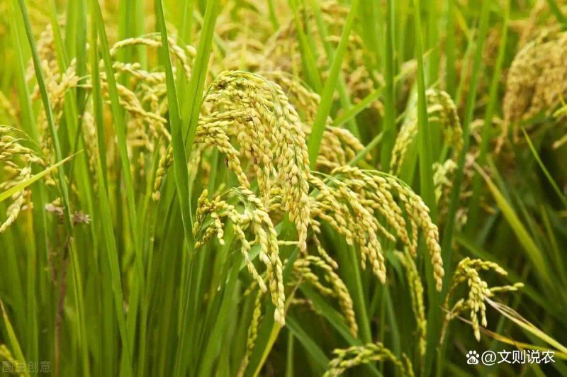 黄华占再生稻种植技术