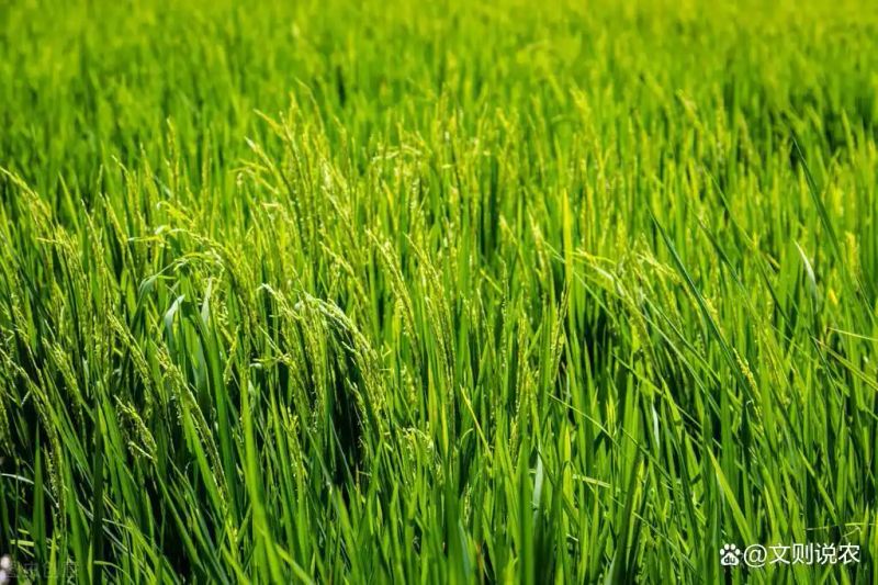 黄华占再生稻种植技术