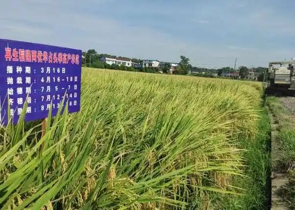 黄华占再生稻种植技术