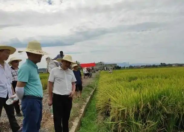 黄华占再生稻种植技术