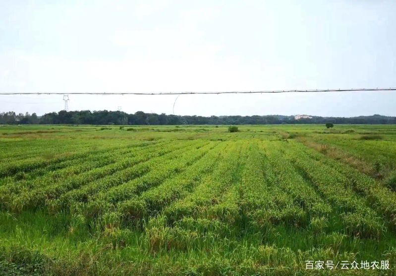 黄华占再生稻种植技术