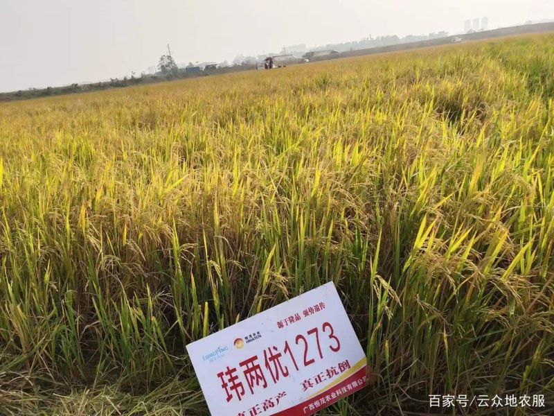 黄华占再生稻种植技术