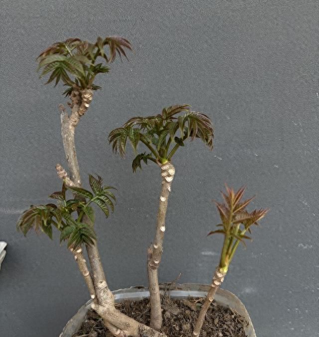 香椿芽种植技术