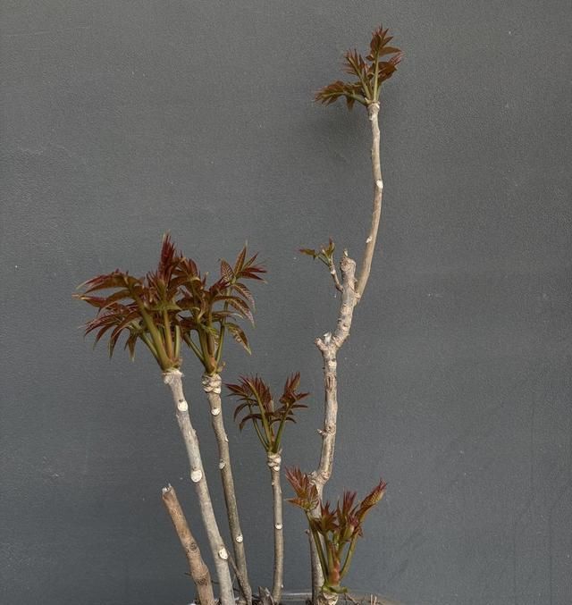 香椿芽种植技术