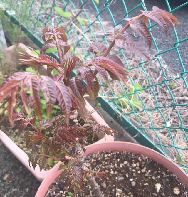 香椿芽种植技术