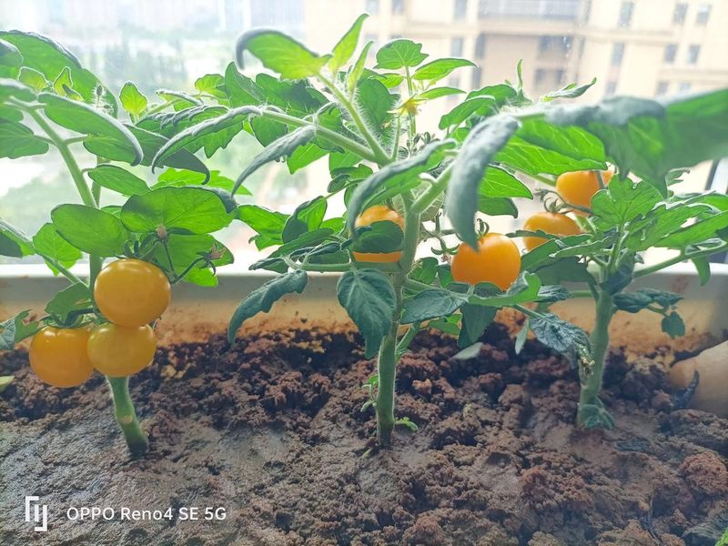 盆栽小番茄种植方法