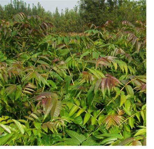 香椿芽种植技术