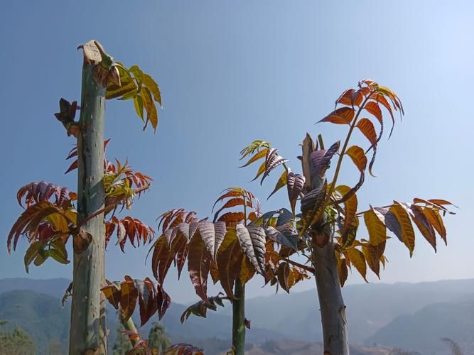 香椿芽种植技术