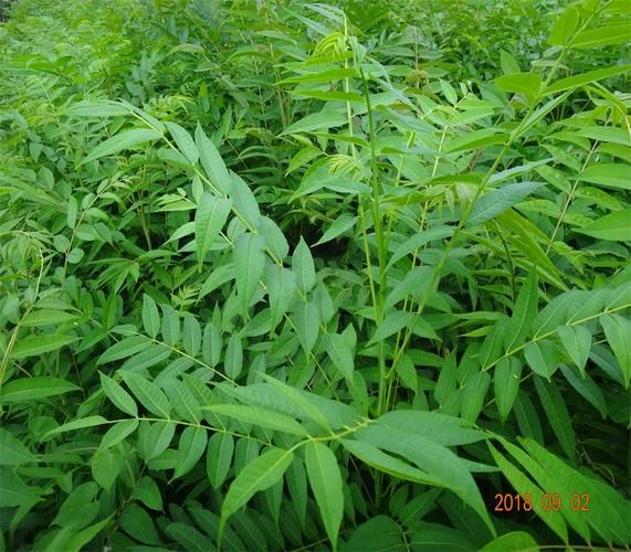 香椿芽种植技术