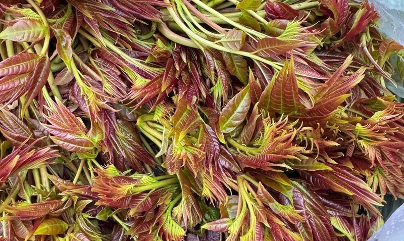 气温偏高花期提前！四川宜宾头茬香椿嫩芽上市，每斤50元