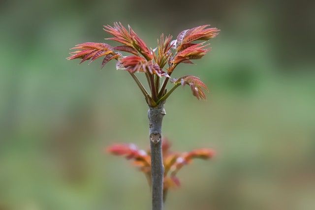 香椿芽种植技术
