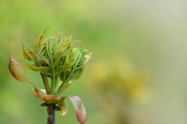 香椿芽种植技术