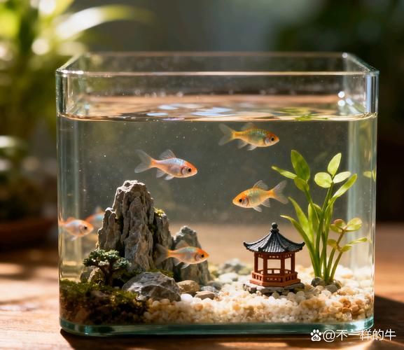 鱼缸养鱼知识全