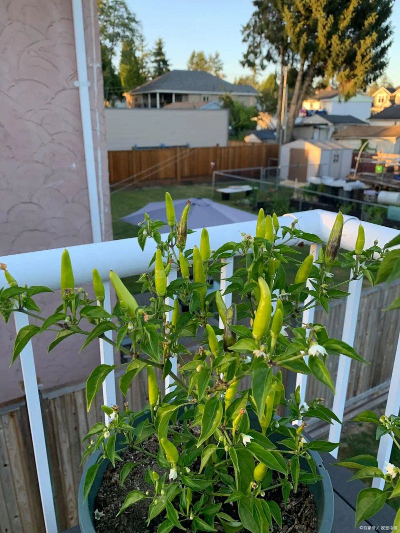 盆栽辣椒种植技术