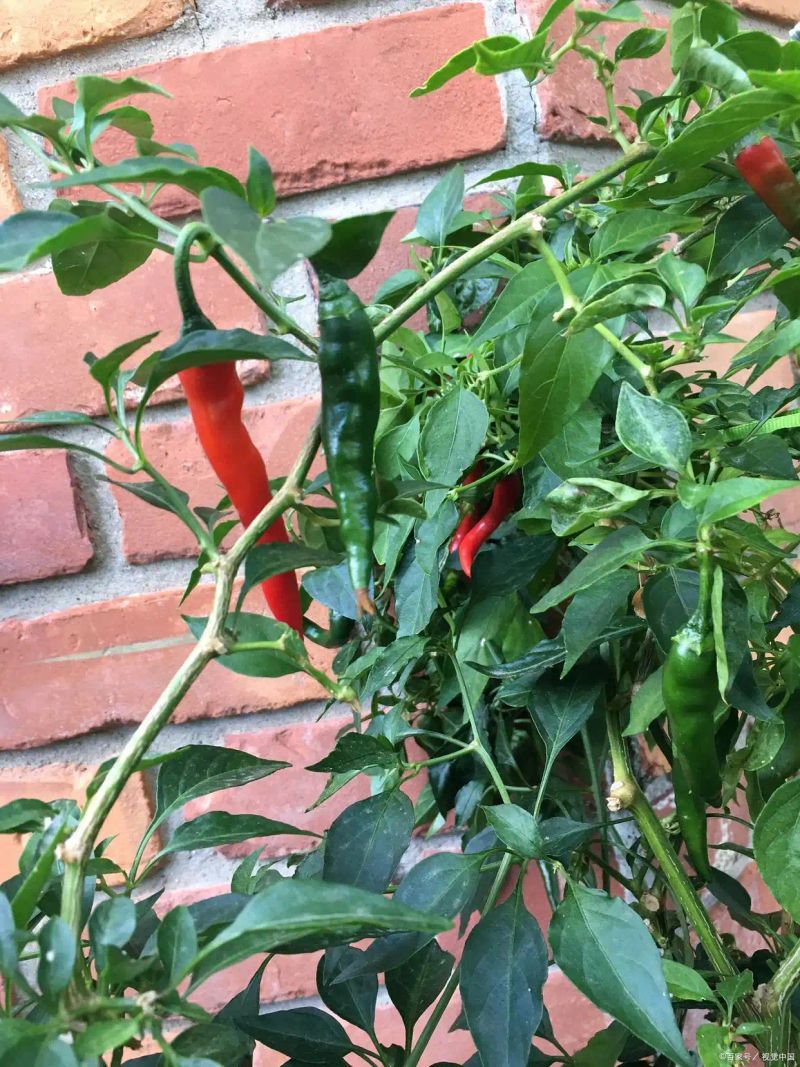 盆栽辣椒种植技术
