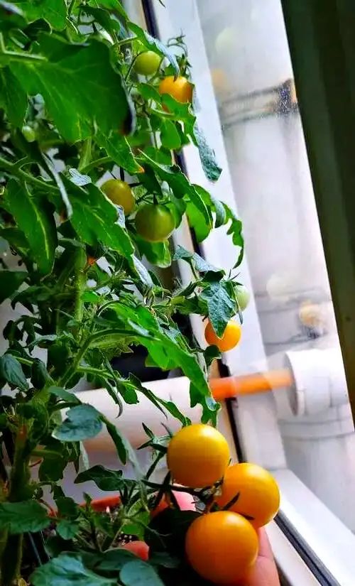 阳台辣椒种植指南:享受绿色生活新方式