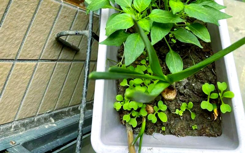 盆栽辣椒种植技术