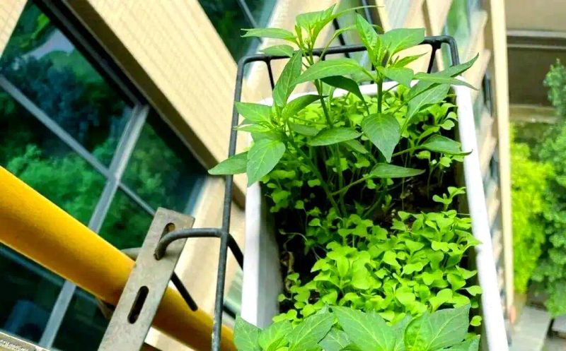 盆栽辣椒种植技术