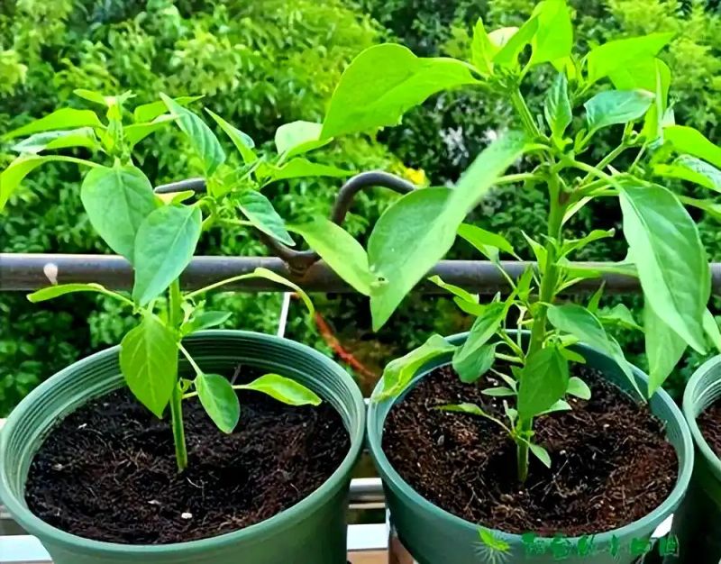 盆栽辣椒种植技术