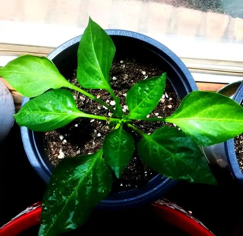 盆栽辣椒种植技术