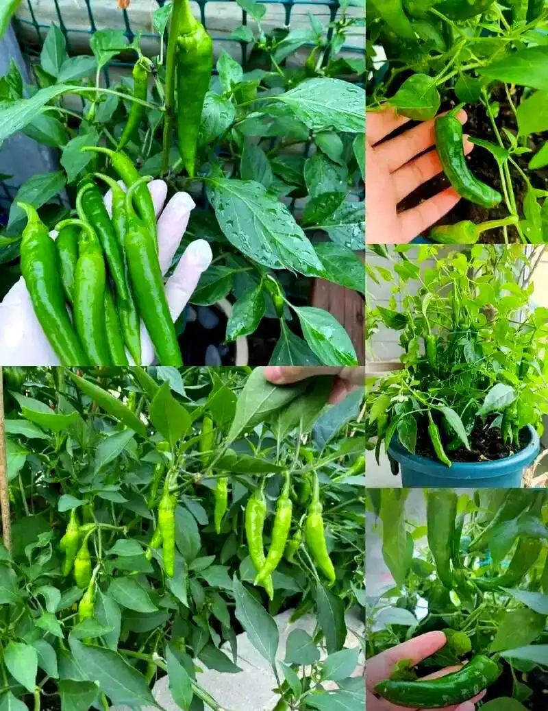盆栽辣椒种植技术