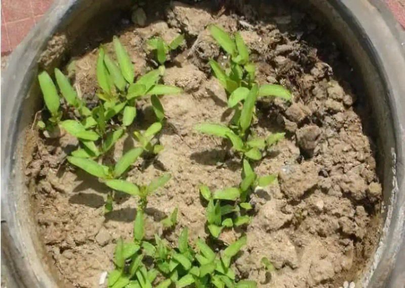 盆栽辣椒种植技术