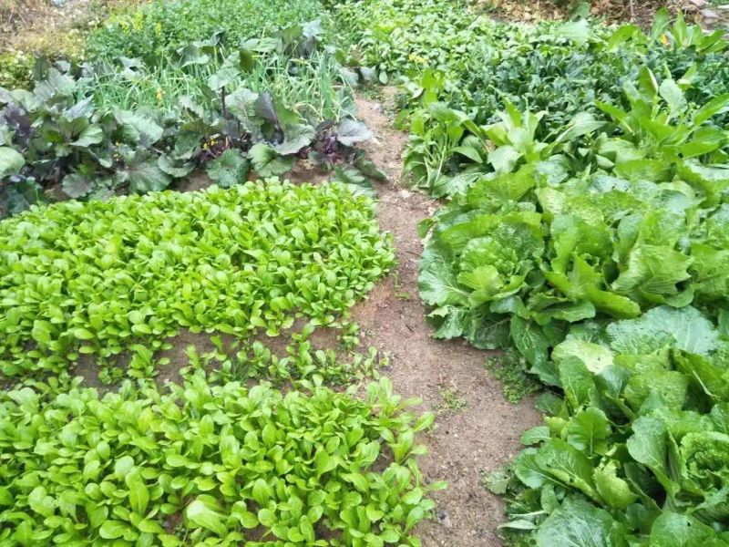 盆栽辣椒种植技术