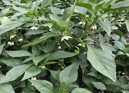 盆栽辣椒种植技术