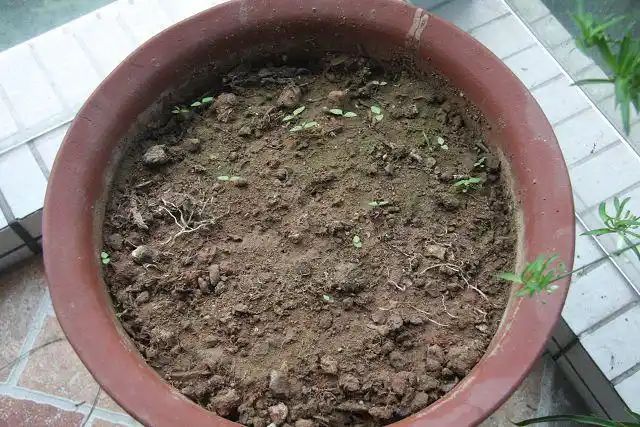 盆栽辣椒种植技术