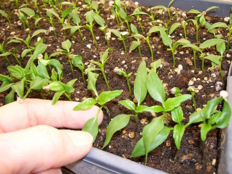 盆栽辣椒种植技术