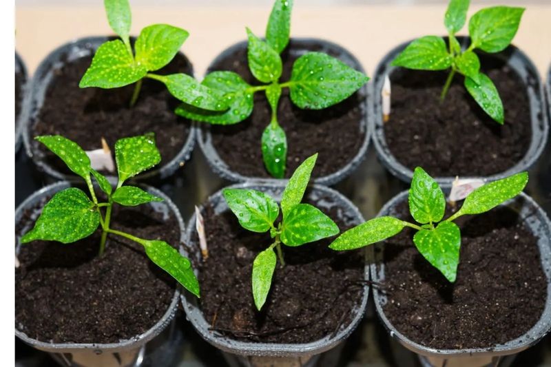 盆栽辣椒种植技术