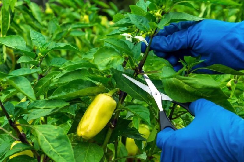 盆栽辣椒种植技术
