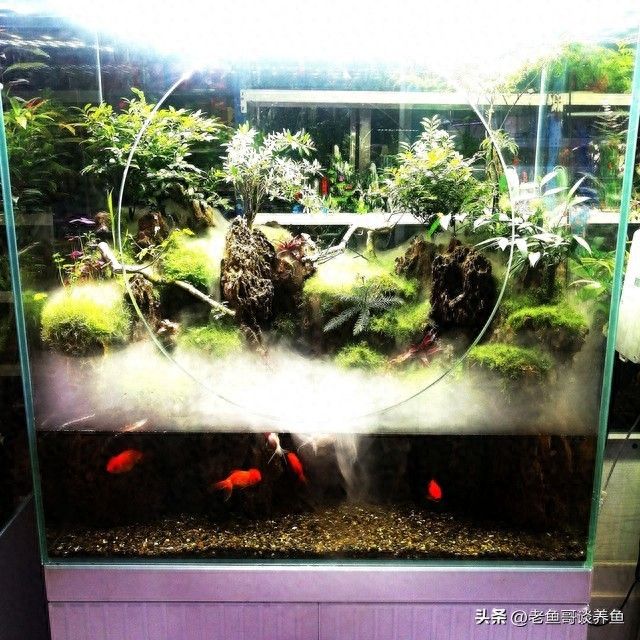 底滤鱼缸原理