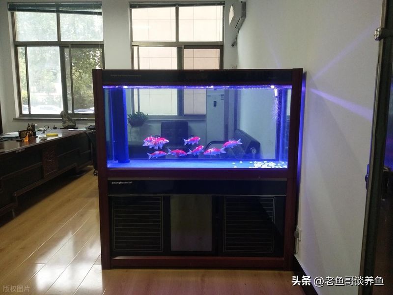 底滤鱼缸原理