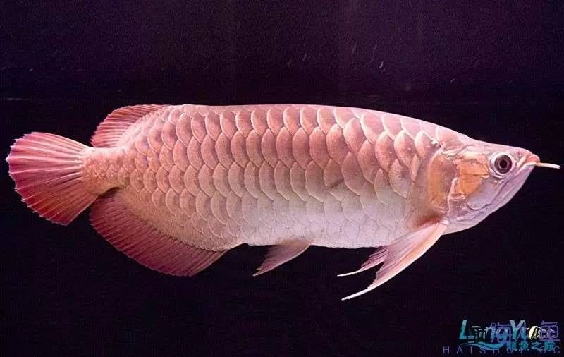 底滤鱼缸原理