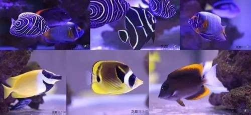 底滤鱼缸原理