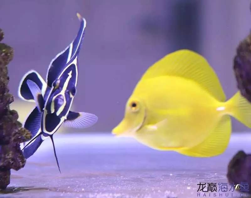 底滤鱼缸原理